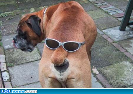 Funny-dog-picture-ass