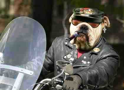 Funny-dog-picture-terminator