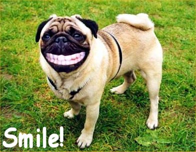 Funny-dog-pictures-smile