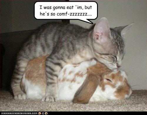 Funny animal captions-3